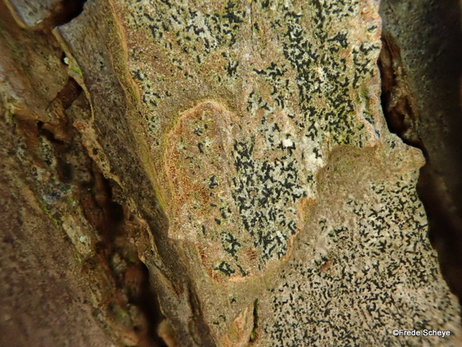 Opegrapha vulgata, DMS-10008889 &copy; Frede Scheye