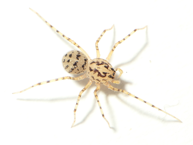 Scytodes thoracica (Latreille, 1802) &copy; Dick Belgers
