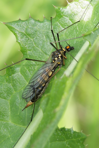 Nephrotoma crocata (Linnaeus, 1758) &copy; Marijke Kanters