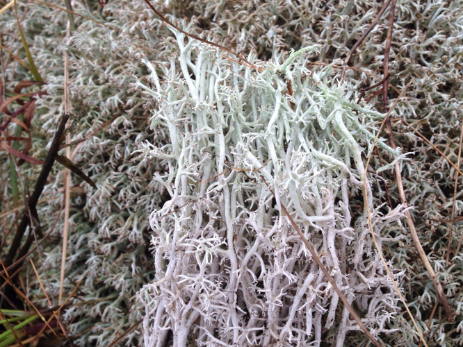 Cladonia rangiferina, DMS-9198846 &copy; Ulrik Søchting