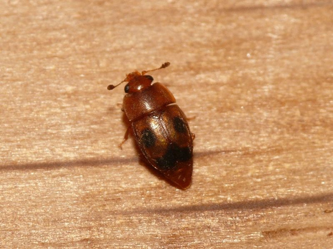Epuraea ocularis Fairmaire, 1849 &copy; Dick Belgers