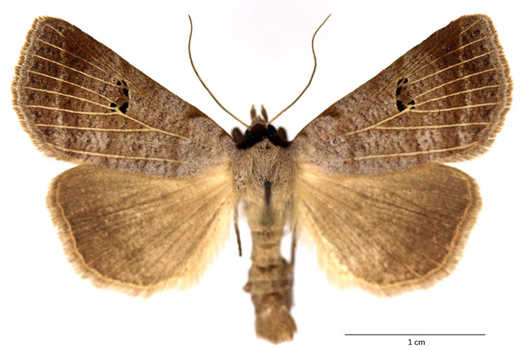 Lygephila viciae (Hübner, 1822) &copy; De Prins Guido