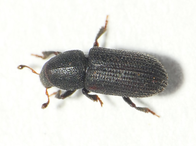 Hylastes opacus Erichson, 1836 &copy; Dick Belgers