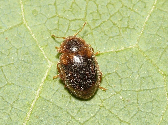 Rhyzobius chrysomeloides (Herbst, 1792) &copy; Dick Belgers