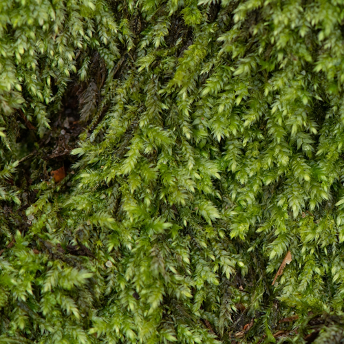 Pseudotaxiphyllum elegans (Brid.) Z.Iwats., 1987 &copy; Wijnand van Buuren