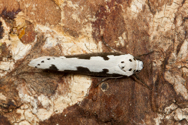Ethmia bipunctella (Fabricius, 1775) &copy; Sandra Lamberts