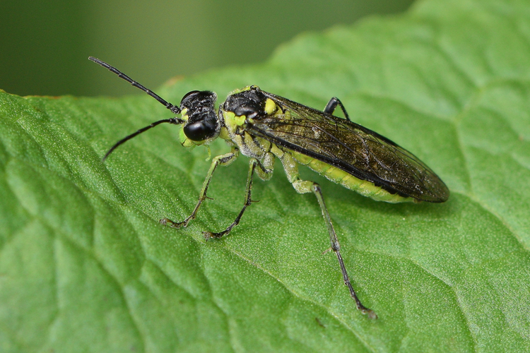 Tenthredo mesomela Linnaeus, 1758 &copy; Bert Oving
