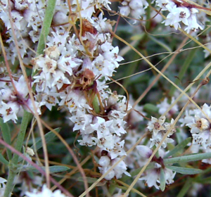 Flor de cuscuta5260.JPG © Victor M. Vicente Selvas