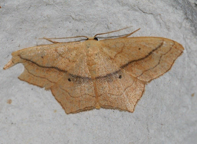 Scopula imitaria (Hübner, 1799) &copy; Louis Westgeest