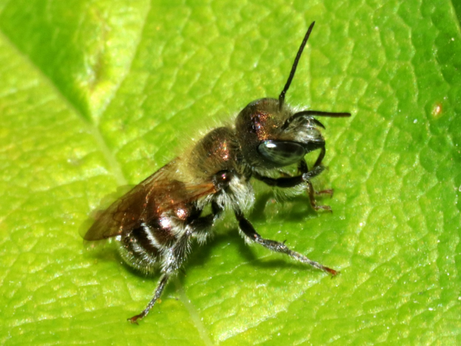 Osmia caerulescens (Linnaeus, 1758) &copy; Petra Fleurbaaij