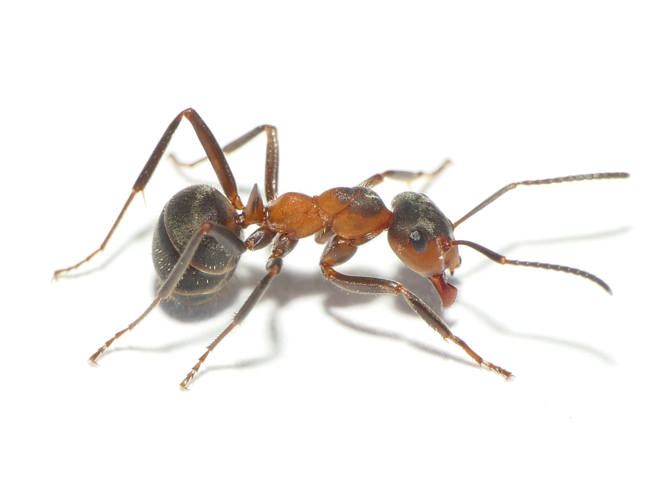 Formica pratensis Retzius, 1783 &copy; Dick Belgers