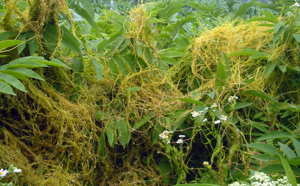 Cuscuta europaea bgiu.jpg © No machine-readable author provided. Bogdan assumed (based on copyright claims).