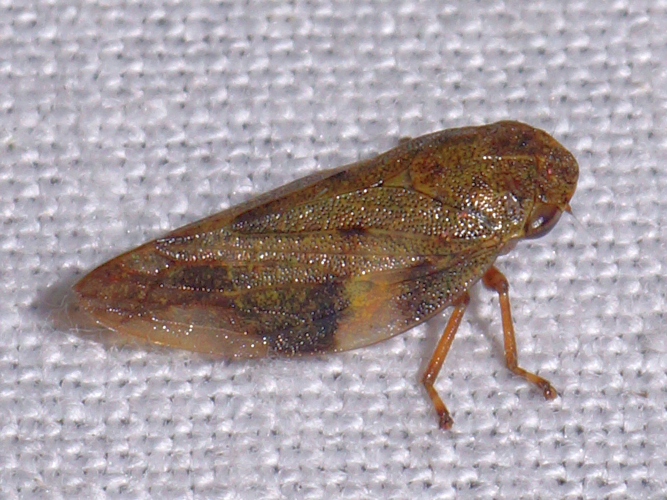 Aphrophora alni (Fallén, 1805) &copy; Hans Jonkman