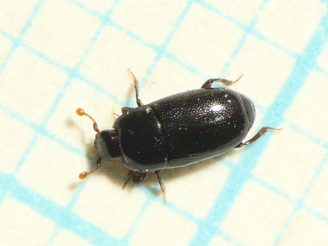 Paromalus parallelepipedus (Herbst, 1791) &copy; Dick Belgers
