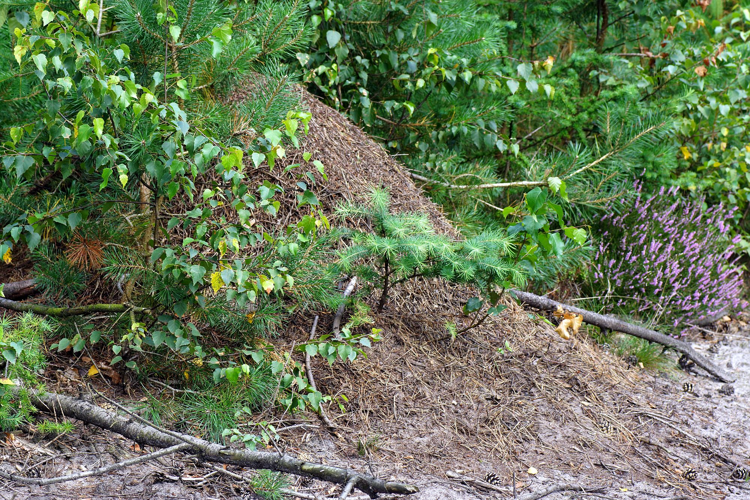 Formica polyctena Förster, 1850 &copy; Hans Jonkman