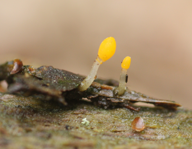 Mitrula paludosa Fr., 1816 &copy; Tjerk Nawijn