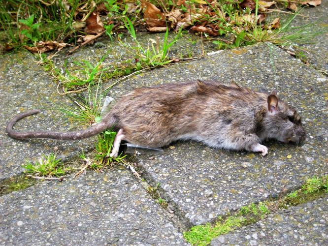 Rattus norvegicus (Berkenhout, 1769) &copy; Martien van den Heuvel
