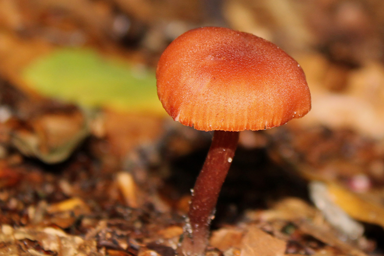 Laccaria proxima (Boud.) Pat., 1887 &copy; Annemieke Hoozemans
