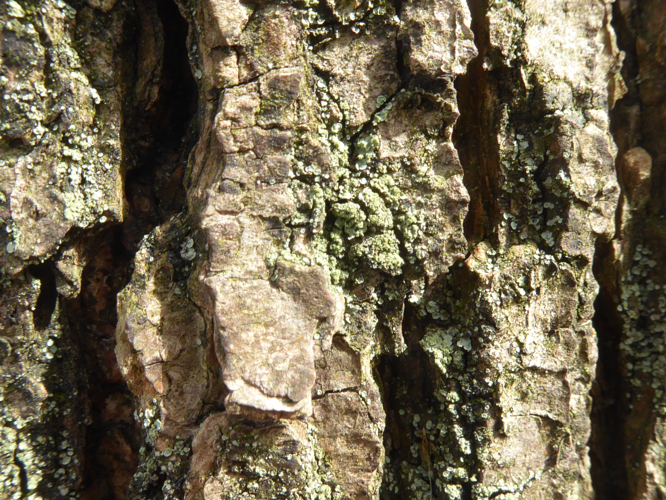 Normandina pulchella (Borrer) Nyl., 1861 &copy; Tjerk Nawijn