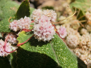 Cuscuta planiflora Tenerife 2.jpg © Gabriele Kothe-Heinrich