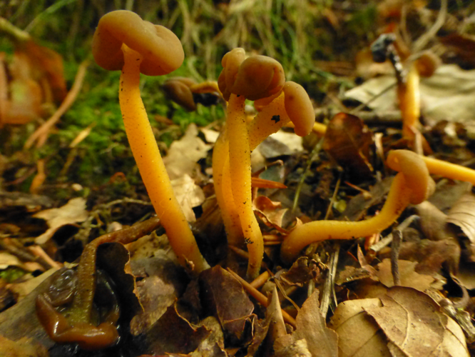 Leotia lubrica (Scop.) Pers., 1794 &copy; Tjerk Nawijn