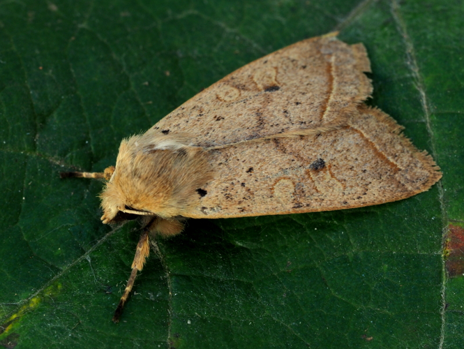 Leptologia macilenta (Hübner, 1809) &copy; Henk van Woerden
