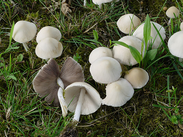 Candolleomyces candolleanus, JHP-09.172 &copy; MycoKey / Jens H. Petersen