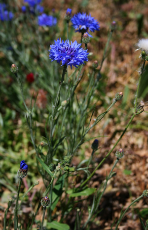 Cyanus segetum 1.jpg © Franz Xaver