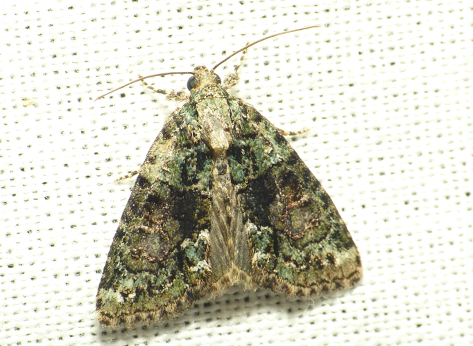 Cryphia algae (Fabricius, 1775) &copy; Dick Belgers