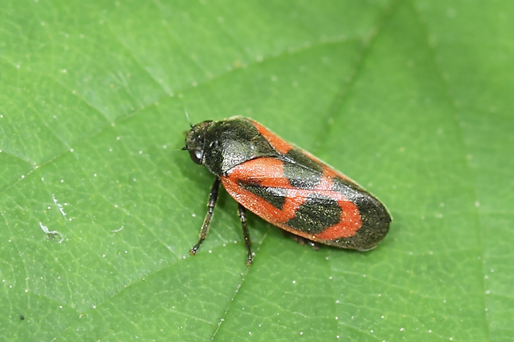 Haematoloma dorsata (Ahrens, 1812) &copy; Marijke Kanters