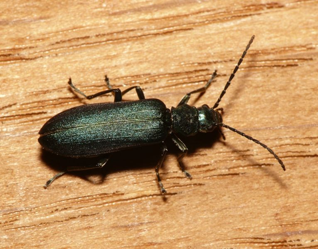 Ischnomera cyanea (Fabricius, 1792) &copy; Dick Belgers