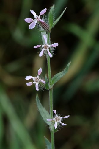 Silene gallica L., 1753 &copy; Annemieke Hoozemans