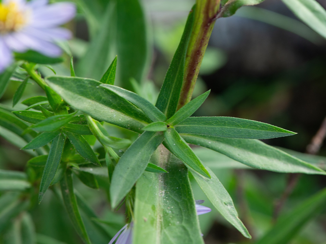 Symphyotrichum novi-belgii (L.) G.L.Nesom, 1995 &copy; Wijnand van Buuren