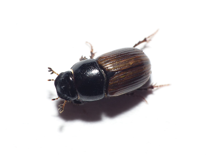 Aphodius foetidus (Herbst, 1783) &copy; Dick Belgers