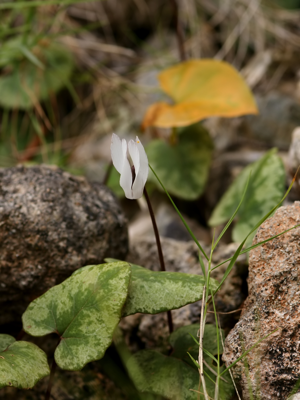 Cyclamen balearicum (habitus).jpg © Hans Hillewaert