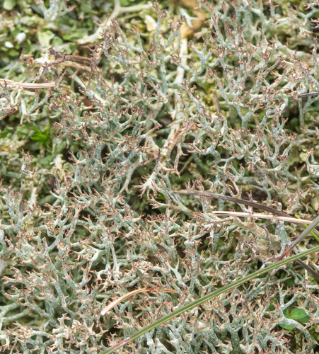 Cladonia rangiformis Hoffm., 1796 &copy; Wijnand van Buuren