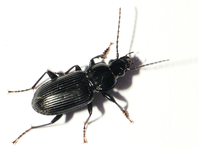 Pterostichus nigrita (Paykull, 1790) &copy; Dick Belgers