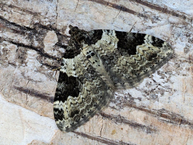 Xanthorhoe fluctuata (Linnaeus, 1758) &copy; Henk van Woerden