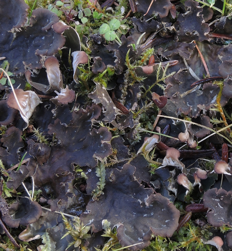 Peltigera membranacea, DMS-10174593 &copy; Tobias Bøllingtoft