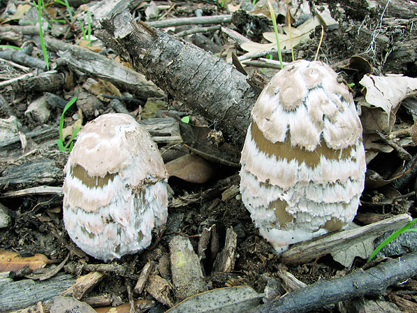 Coprinopsis picacea &copy; MycoKey / Jan Vesterholt