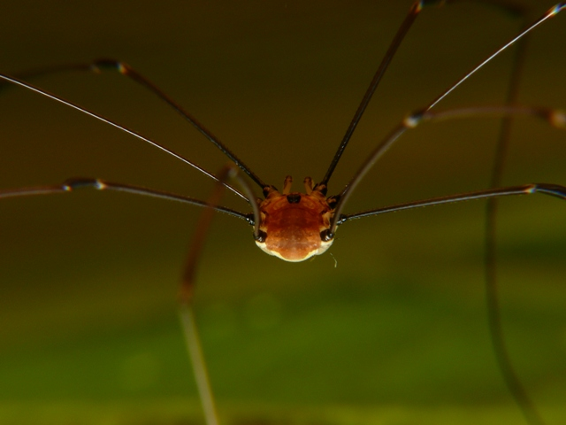 Leiobunum rotundum (Latreille, 1798) &copy; Dick Belgers