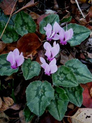 Cyclamen hederifolium - October 24.jpg © Meneerke bloem