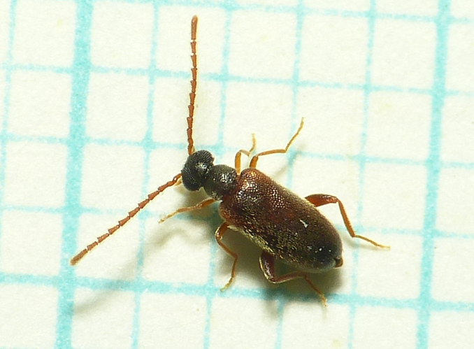 Euglenes oculatus (Paykull, 1798) &copy; Dick Belgers