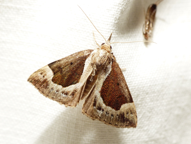 Hypena crassalis (Fabricius, 1787) &copy; Dick Belgers