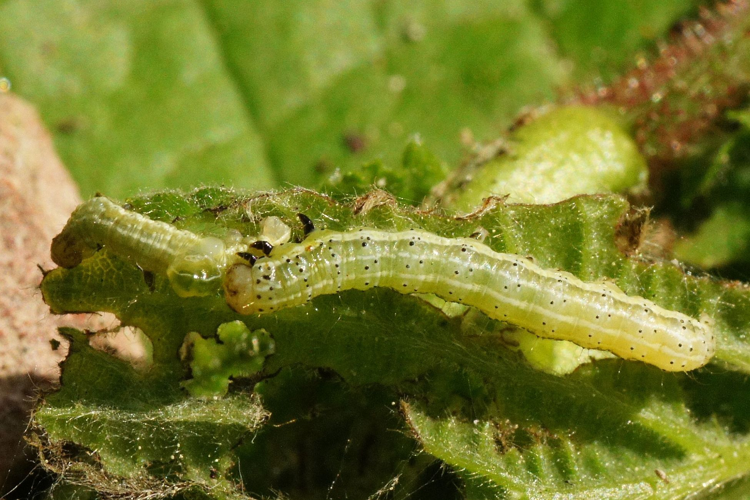 Cosmia trapezina (Linnaeus, 1758) &copy; Hans Jonkman