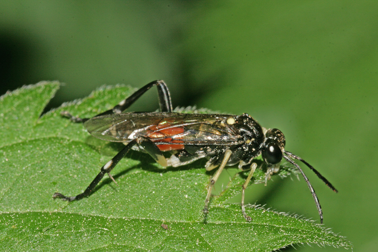 Macrophya militaris (Klug, 1817) &copy; Jan Kersten