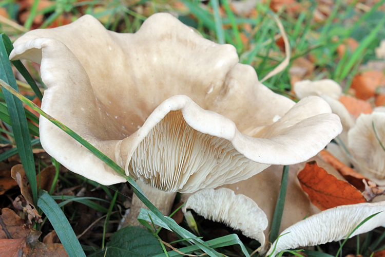 Clitocybe nebularis (Batsch) P.Kumm., 1871 &copy; Annemieke Hoozemans