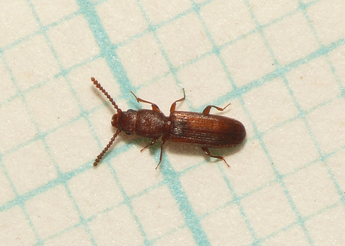 Leptophloeus clematidis Erichson, 1846 &copy; Dick Belgers