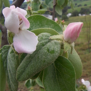 Quince flowers.jpg © Fir0002 at English Wikipedia