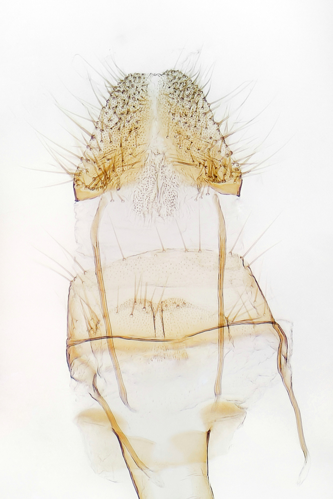Symmoca signatella Herrich-Schäffer, 1854 &copy; Beidts Arno